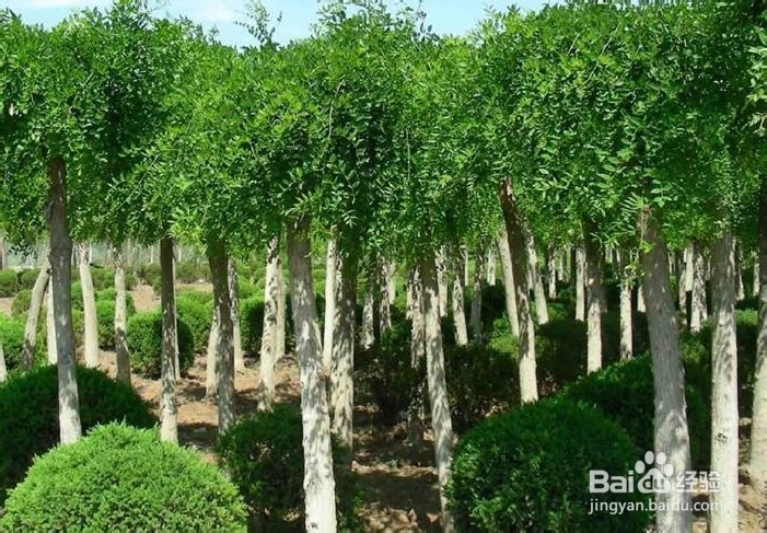 秋季苗木的芽接