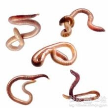 蚯蚓用来治疗烫伤效果好