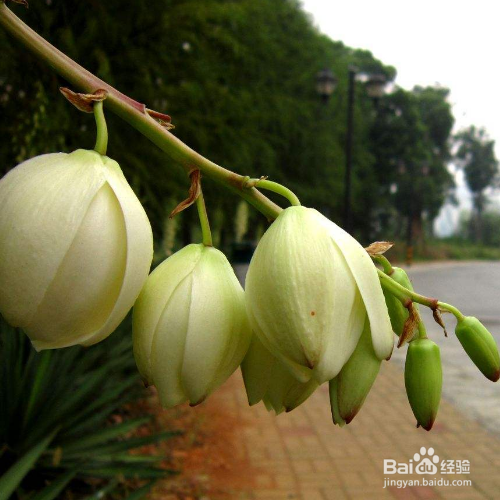 凤尾兰炭疽病该怎么办?