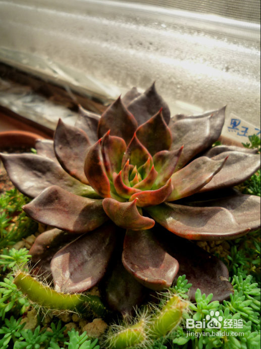 冬天来了，阳台变大棚。