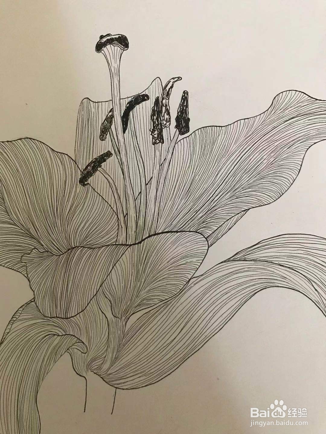 百合花黑白线描画