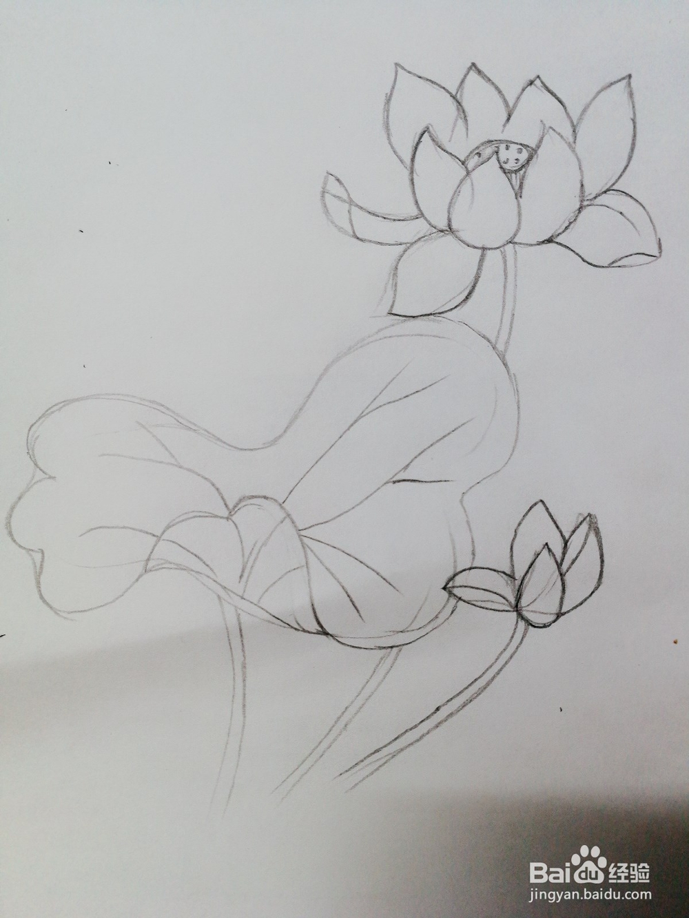 彩绘荷花卡通绘本插图