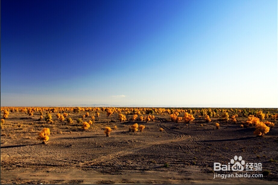 胡杨林旅游攻略：秋光如画 邂逅敦煌胡杨林