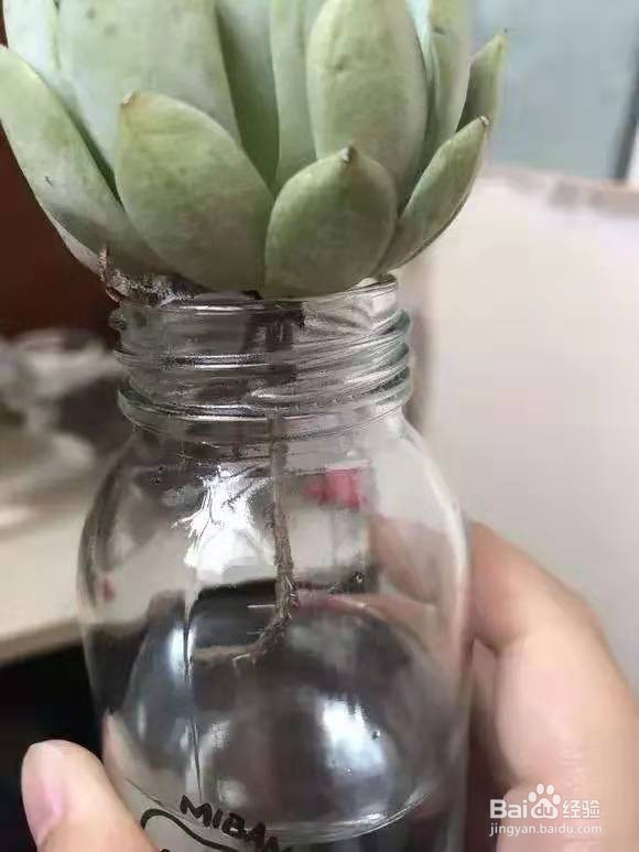 夏天多肉老烂根,丢水里能保命爆盆,越长越旺