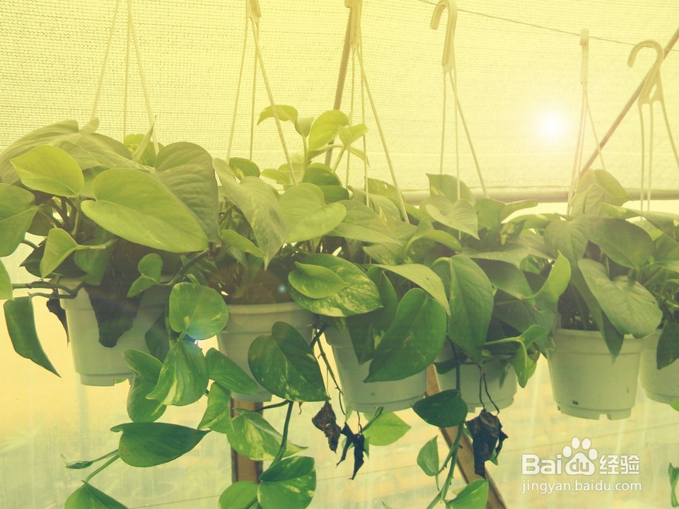 对于甲醛你了解多少,如何有效去除甲醛