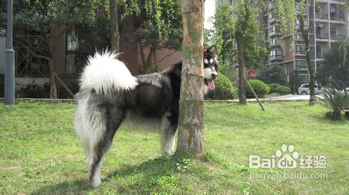 训练阿拉斯加犬养成稳定用餐的好习惯