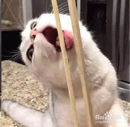 吃完鱼的筷子被猫咪发现了,这反应雷到我了!