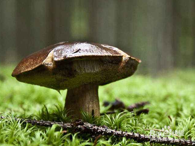 哪些菌类适合冬天种植？