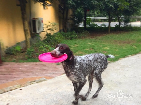 狗狗乱咬东西怎么办?怎么纠正?