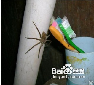 家中常见昆虫的鉴别方法