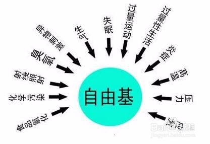 怎样清除自由基