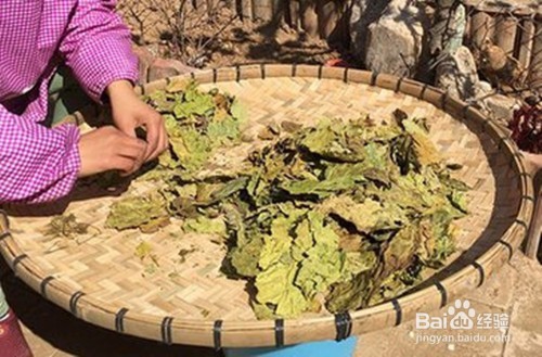 霜打后的桑树叶怎么晾干