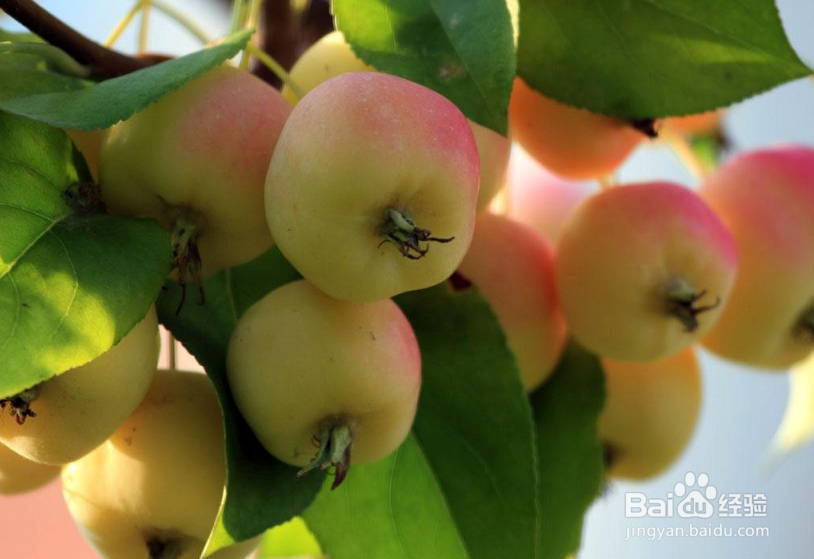 吃海棠果的禁忌