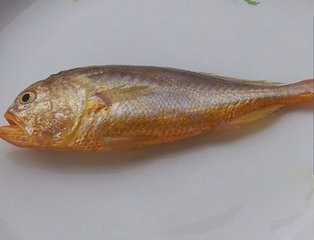 金钱鮸鱼的养殖方法