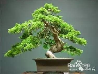 别什么花都往家摆，小心有毒！-[图]