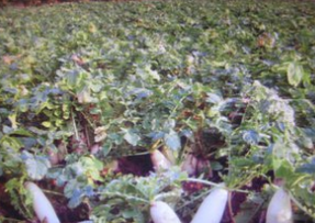 有种饭“蒸豆腐”却不是豆腐