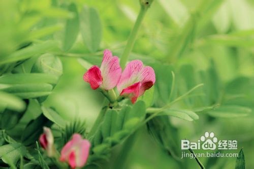 关于过敏性紫癜的症状