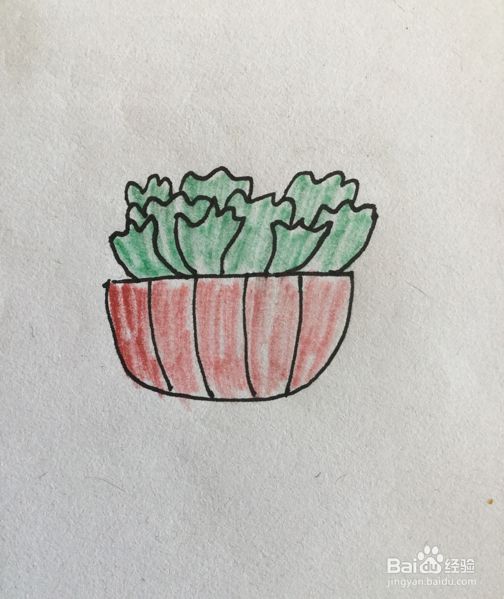 多肉植物简笔画4