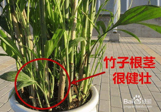 竹子扦插生根方法