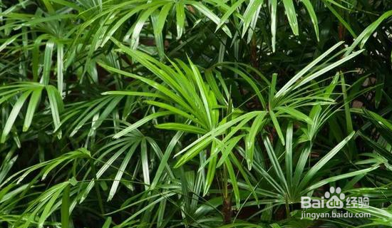 净化空气的植物怎么选择？