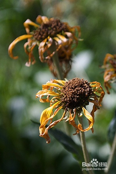 早更的原因、症状、调理方法