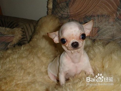 吉娃娃的养护常识