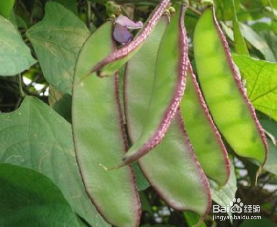 体内湿气重吃什么？