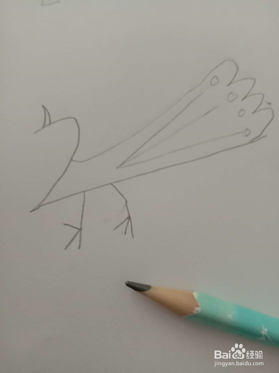 简笔画 如何画动物 孔雀