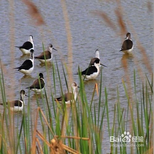 望远镜观鸟指南