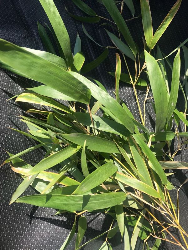 竹筒饭之焖烧杯版