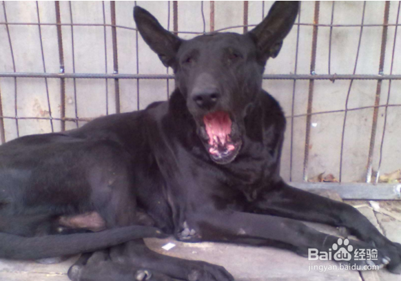 黑狼犬怎么训练?