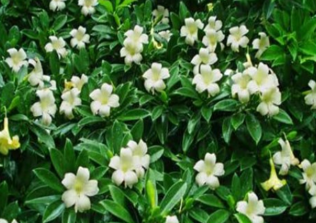 非洲茉莉花怎样修剪