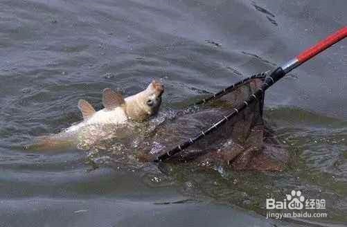 悬坠钓的操作动作