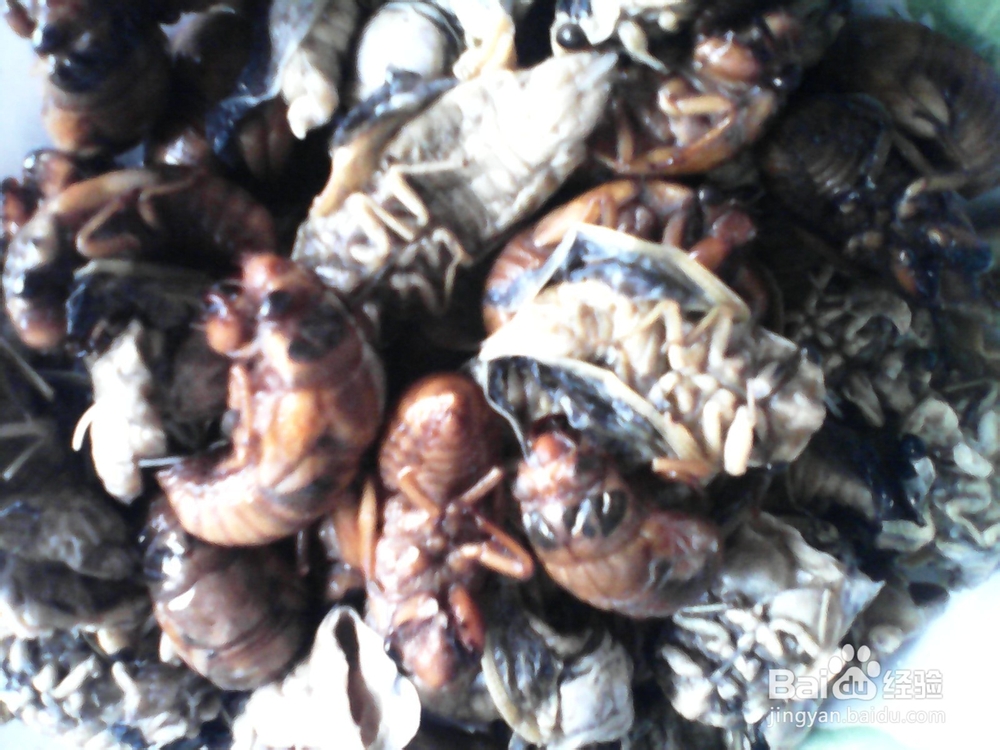 农家小院油炸知了猴美味可口