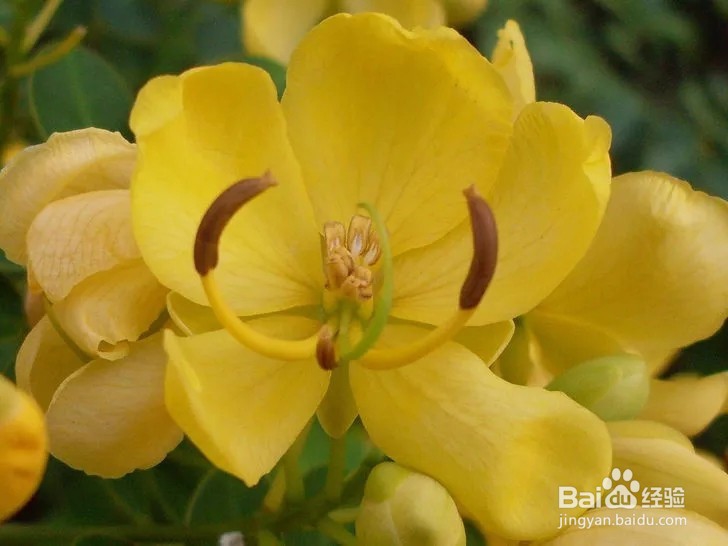 如何用柠檬汁染发?