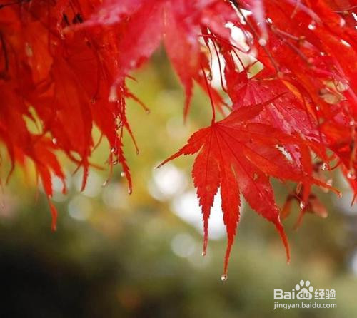 红枫的养殖方法和注意事项