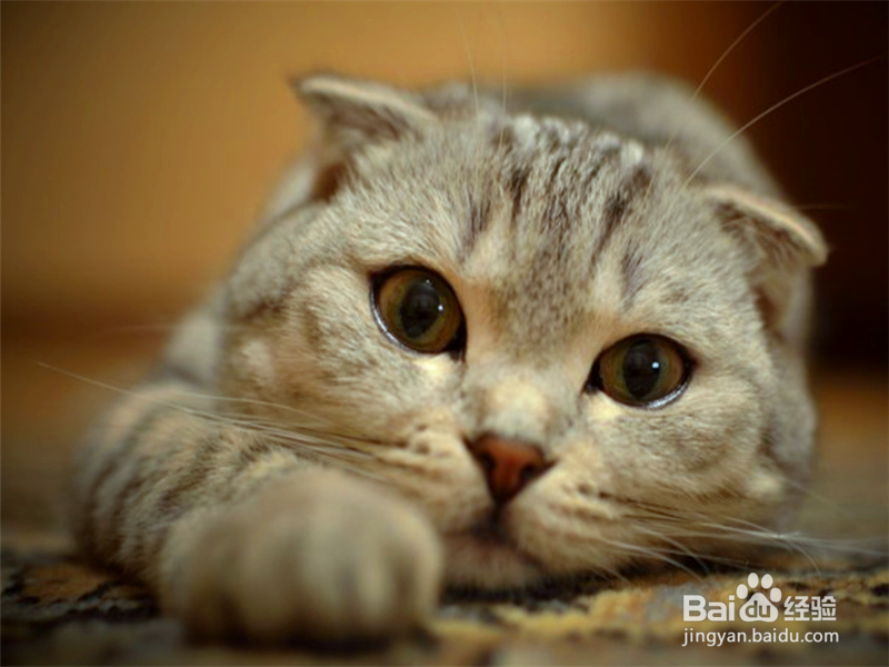 逗猫玩需要注意什么