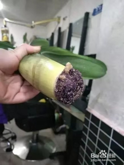 君子兰烂根别慌，切1刀泡一泡，2周长出大白根