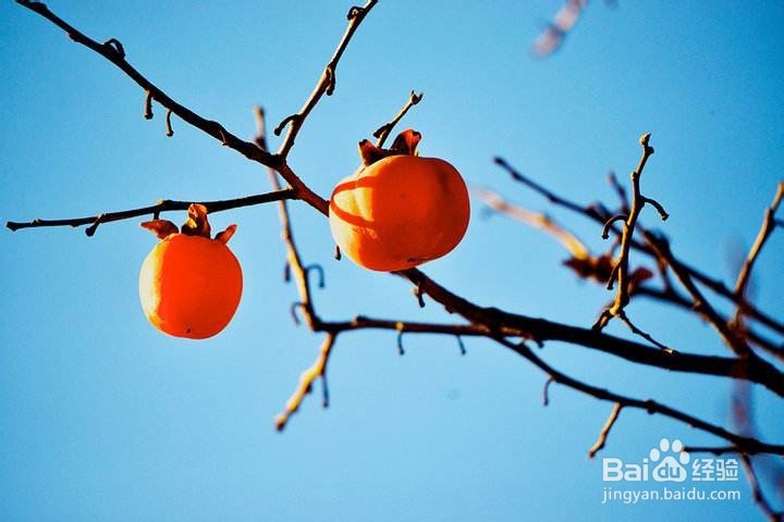 怎样挑选柿子？