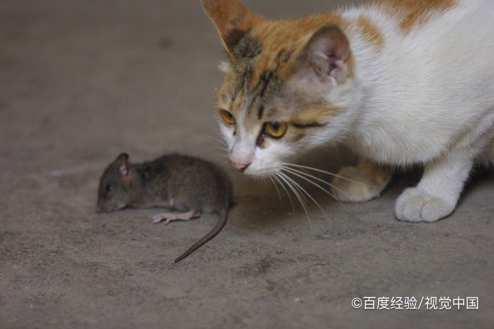 房间有老鼠如何灭鼠