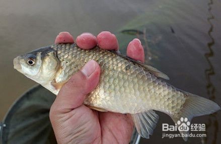 野钓鲫鱼的关键技巧 野外如何钓鲫鱼