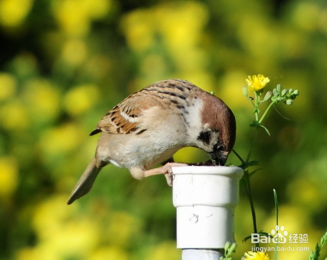 已经长了虫的大米如何处理