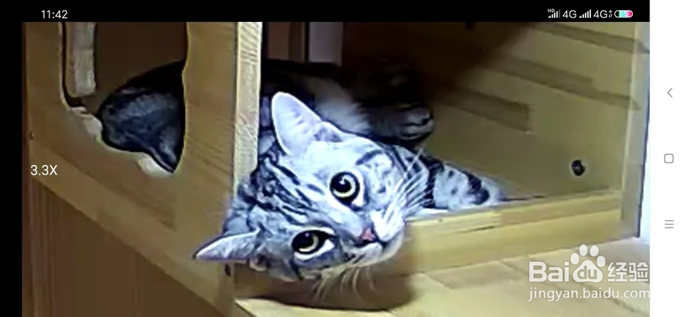 猫咪床上尿尿的原因和应对方法