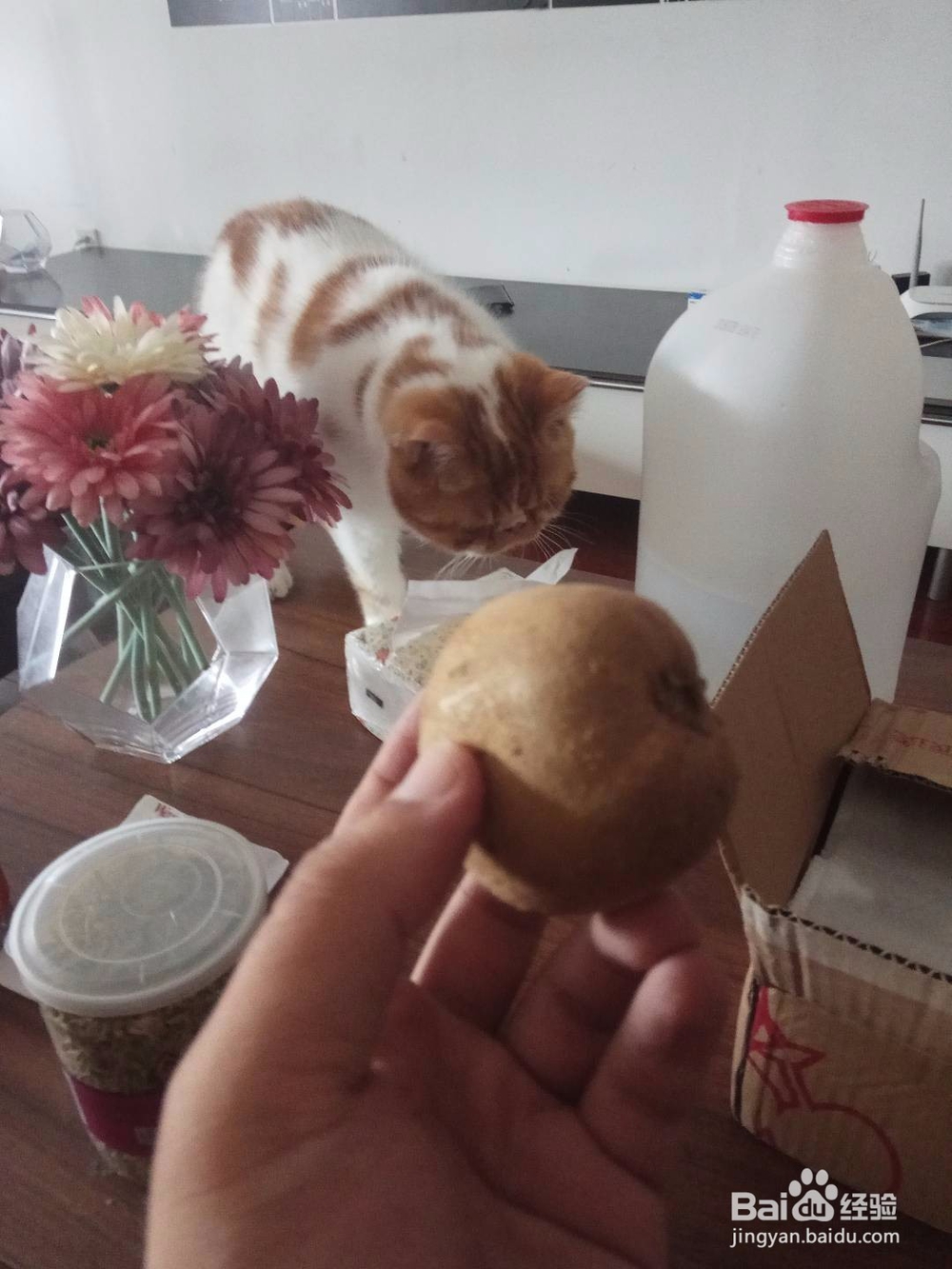 怎样清理加菲猫的泪痕