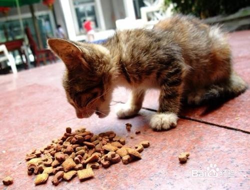 狗狗的饮食禁忌这8点要禁忌