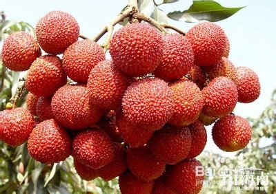 经常吃荔枝的好处