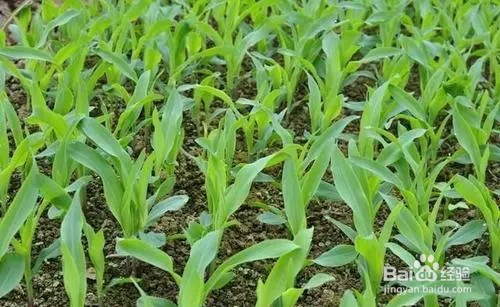 玉米红苗解决办法
