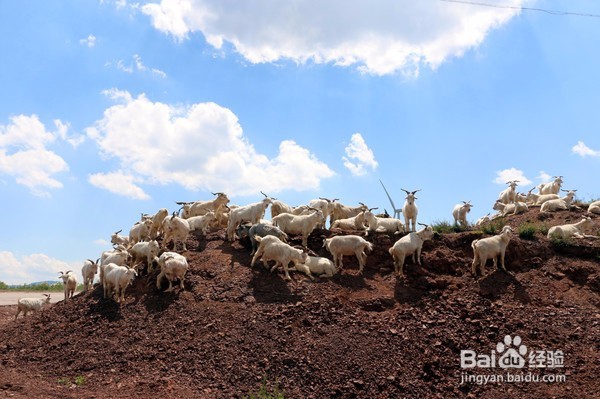 飞狐为邻,揭秘养在深闺中的空中草原!