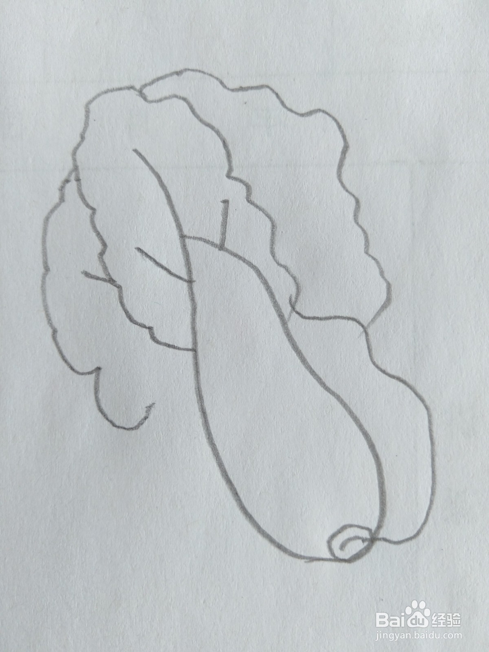 儿童简笔画白菜画法八