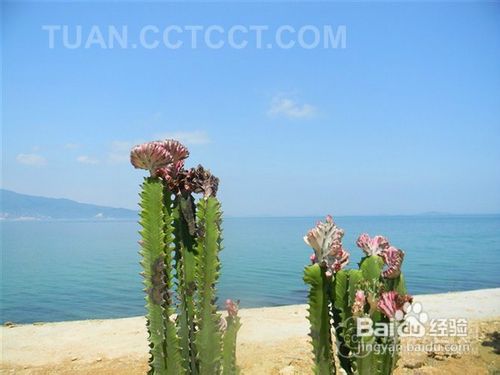 深圳西冲杨梅坑踏青之旅